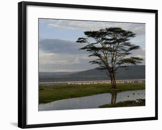 Lake Nakuru National Park, Kenya, East Africa, Africa-Groenendijk Peter-Framed Photographic Print