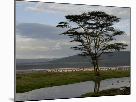 Lake Nakuru National Park, Kenya, East Africa, Africa-Groenendijk Peter-Mounted Photographic Print