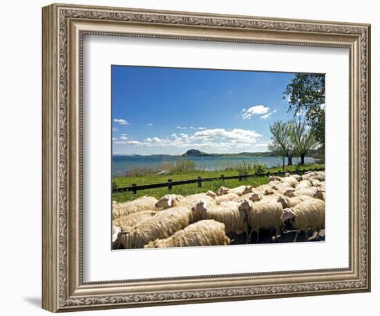 Lake of Bolsena, View from San Magno Area, Viterbo, Latium, Italy-Nico Tondini-Framed Photographic Print