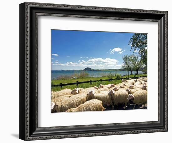 Lake of Bolsena, View from San Magno Area, Viterbo, Latium, Italy-Nico Tondini-Framed Photographic Print