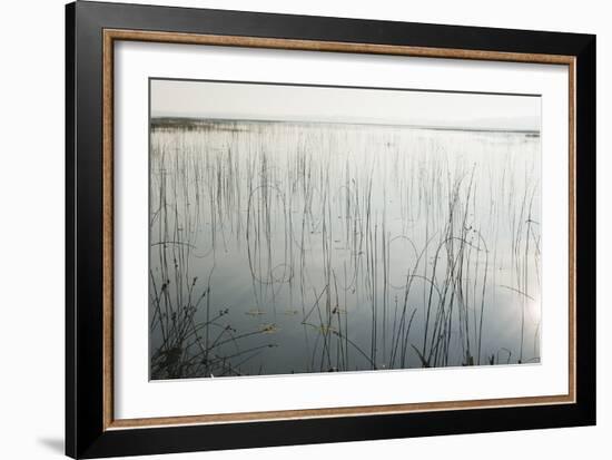 Lake Reeds - Scattered-Mike Toy-Framed Giclee Print