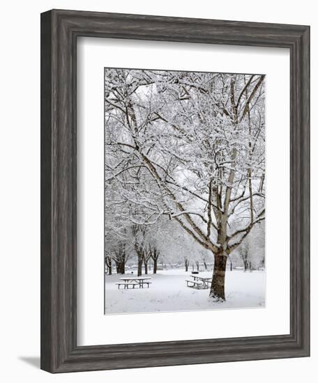 Lake Sammamish State Park, Issaquah, Washington, Usa-Jamie & Judy Wild-Framed Photographic Print