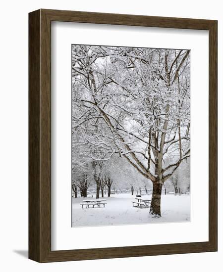 Lake Sammamish State Park, Issaquah, Washington, Usa-Jamie & Judy Wild-Framed Photographic Print