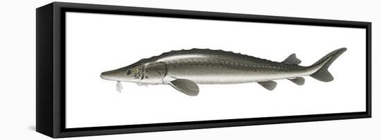 Lake Sturgeon (Acipenser Fulvescens), Fishes-Encyclopaedia Britannica-Framed Stretched Canvas