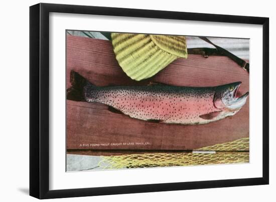 Lake Tahoe, California - Caught Lake Tahoe 5 Pound Trout-Lantern Press-Framed Art Print