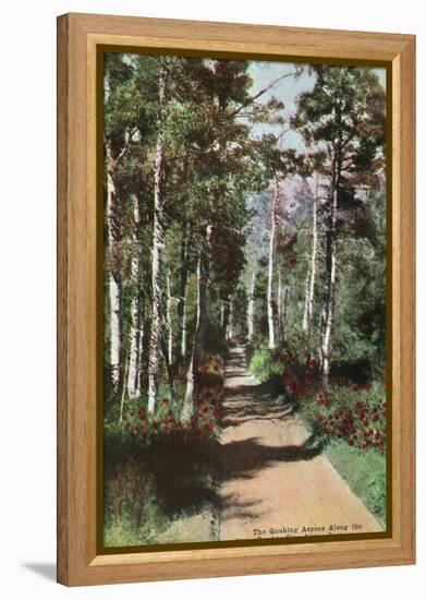 Lake Tahoe, California - Glen Alpine Springs Aspen Road-Lantern Press-Framed Stretched Canvas