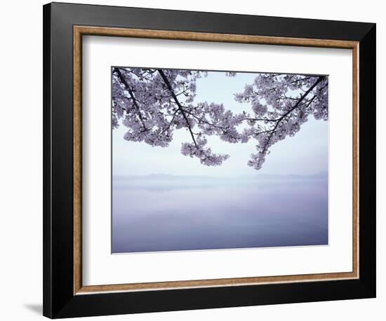 Lake Tazawa and Cherry Blossoms-null-Framed Photographic Print