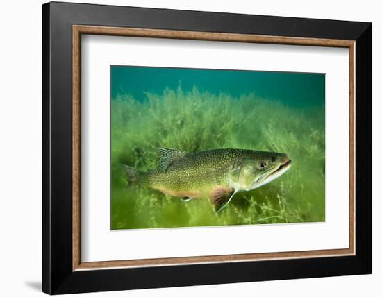 Lake Trout Portrait, Emerald Lake, Montana-James White-Framed Photographic Print