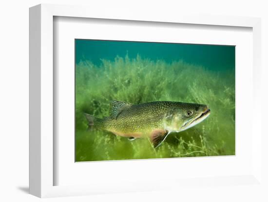 Lake Trout Portrait, Emerald Lake, Montana-James White-Framed Photographic Print