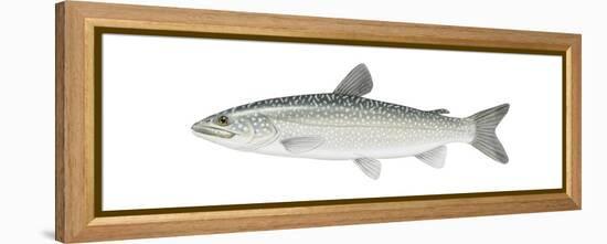 Lake Trout (Salvelinus Namaycush), Fishes-Encyclopaedia Britannica-Framed Stretched Canvas