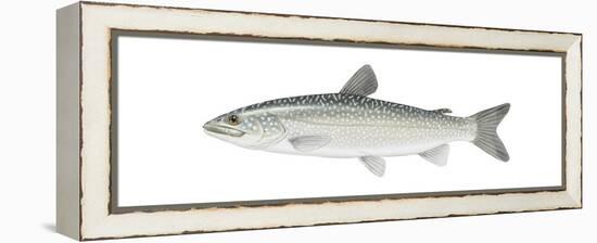 Lake Trout (Salvelinus Namaycush), Fishes-Encyclopaedia Britannica-Framed Stretched Canvas