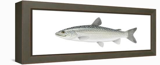 Lake Trout (Salvelinus Namaycush), Fishes-Encyclopaedia Britannica-Framed Stretched Canvas