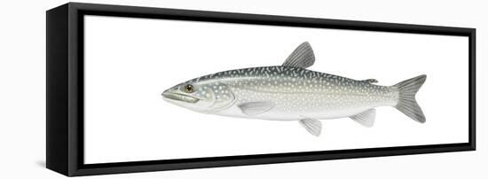 Lake Trout (Salvelinus Namaycush), Fishes-Encyclopaedia Britannica-Framed Stretched Canvas