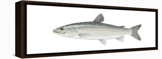 Lake Trout (Salvelinus Namaycush), Fishes-Encyclopaedia Britannica-Framed Stretched Canvas