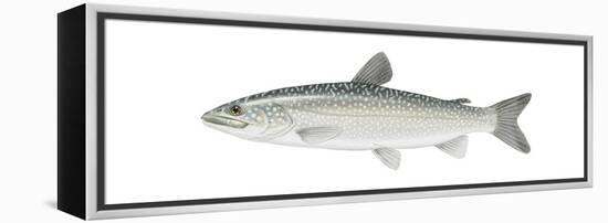 Lake Trout (Salvelinus Namaycush), Fishes-Encyclopaedia Britannica-Framed Stretched Canvas