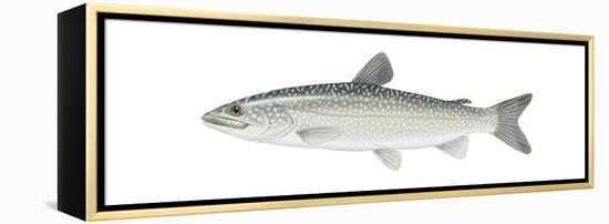 Lake Trout (Salvelinus Namaycush), Fishes-Encyclopaedia Britannica-Framed Stretched Canvas