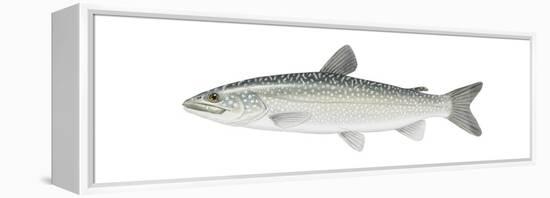 Lake Trout (Salvelinus Namaycush), Fishes-Encyclopaedia Britannica-Framed Stretched Canvas