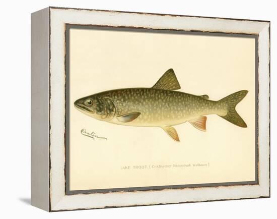 Lake Trout-null-Framed Premier Image Canvas