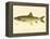 Lake Trout-null-Framed Premier Image Canvas