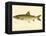 Lake Trout-null-Framed Premier Image Canvas