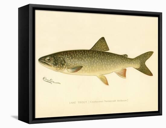 Lake Trout-null-Framed Premier Image Canvas