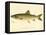 Lake Trout-null-Framed Premier Image Canvas