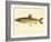 Lake Trout-null-Framed Giclee Print