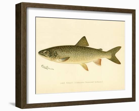 Lake Trout-null-Framed Giclee Print