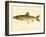 Lake Trout-null-Framed Giclee Print