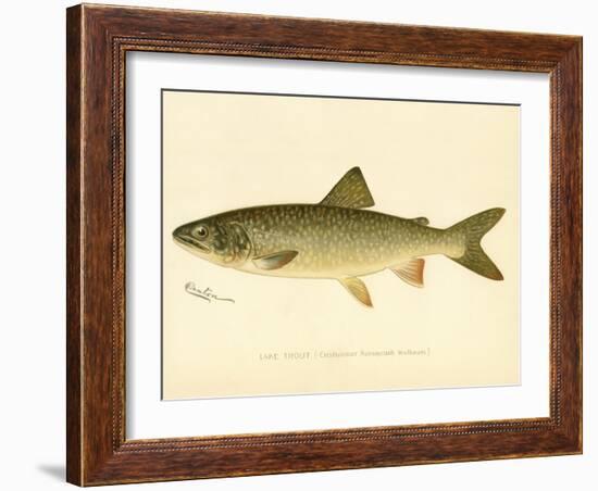 Lake Trout-null-Framed Giclee Print