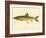 Lake Trout-null-Framed Giclee Print