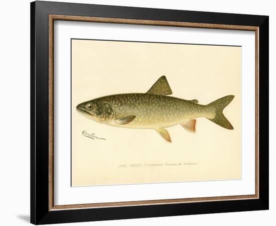 Lake Trout-null-Framed Giclee Print