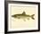 Lake Trout-null-Framed Giclee Print