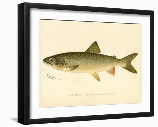 Lake Trout-null-Framed Giclee Print