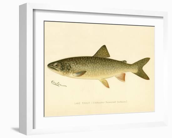 Lake Trout-null-Framed Giclee Print