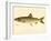 Lake Trout-null-Framed Giclee Print