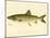 Lake Trout-null-Mounted Giclee Print