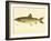 Lake Trout-null-Framed Giclee Print