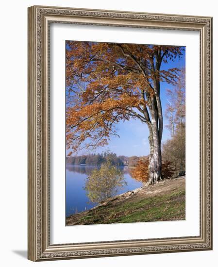 Lake, Virginia Water, Windsor Great Park, Berkshire, England, United Kingdom-Roy Rainford-Framed Photographic Print