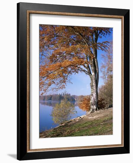 Lake, Virginia Water, Windsor Great Park, Berkshire, England, United Kingdom-Roy Rainford-Framed Photographic Print