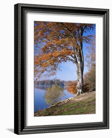 Lake, Virginia Water, Windsor Great Park, Berkshire, England, United Kingdom-Roy Rainford-Framed Photographic Print