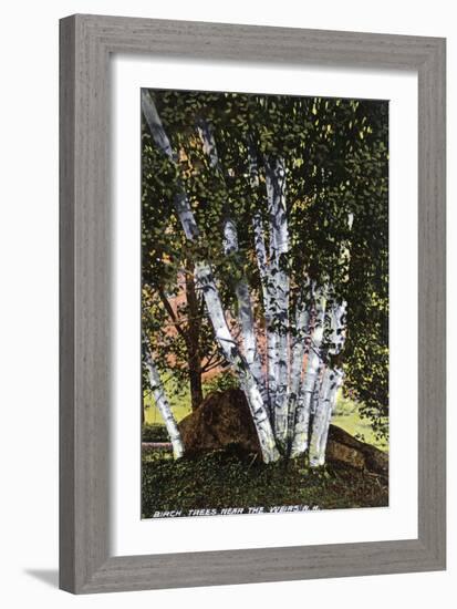 Lake Winnipesaukee, New Hampshire, View of Birch Trees near the Weirs-Lantern Press-Framed Art Print