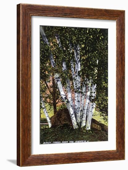 Lake Winnipesaukee, New Hampshire, View of Birch Trees near the Weirs-Lantern Press-Framed Art Print