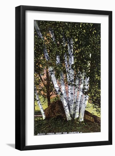 Lake Winnipesaukee, New Hampshire, View of Birch Trees near the Weirs-Lantern Press-Framed Art Print