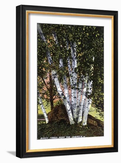 Lake Winnipesaukee, New Hampshire, View of Birch Trees near the Weirs-Lantern Press-Framed Art Print