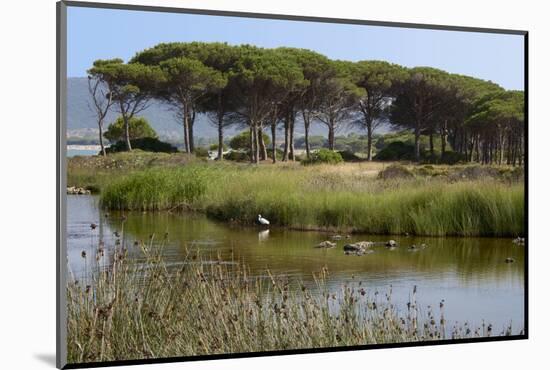 Lake with Water Plants and Bird-Guy Thouvenin-Mounted Photographic Print