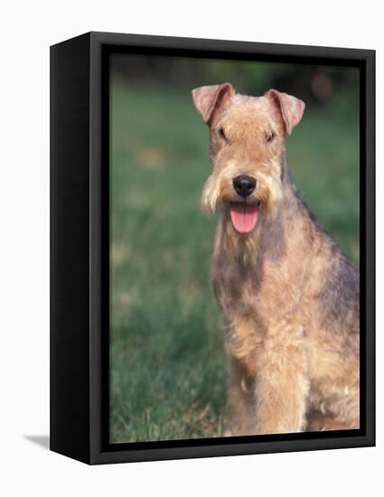 Lakeland Terrier Portrait-Adriano Bacchella-Framed Premier Image Canvas