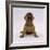 Lakeland Terrier X Border Collie, 4-Week Puppy Yawning-Jane Burton-Framed Photographic Print