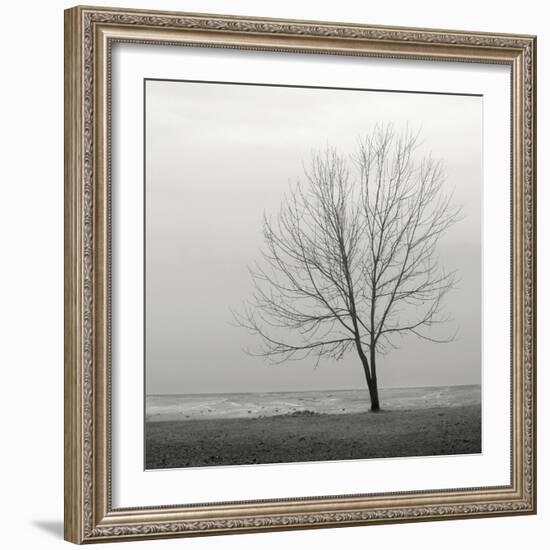 Lakeshore Tree-Nicholas Bell-Framed Photographic Print