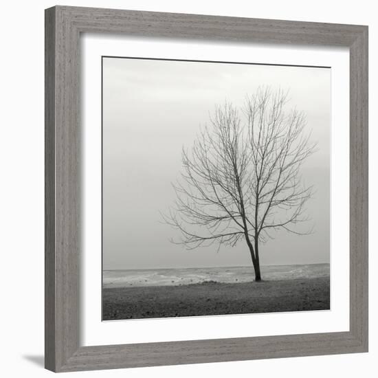 Lakeshore Tree-Nicholas Bell-Framed Photographic Print